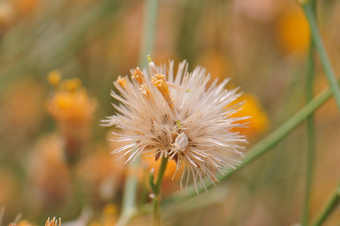 Trans-Pecos Thimblehead fruit is called a cypsela which has a fuzzy pappus as shown in the photo. Hymenothrix wislizeni